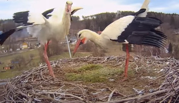 Slika pregleda web-kamere Storks Dolní Lutyně